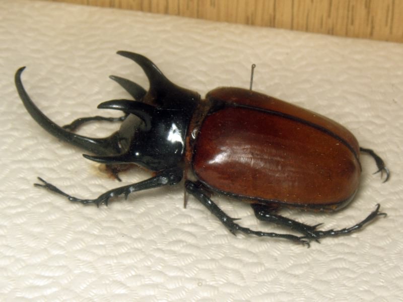Eupatorus gracilicornis Arrow, 1908